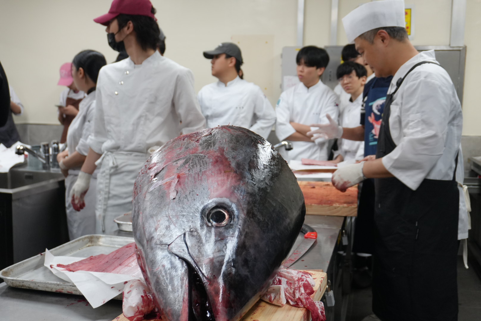 기후변화가 바꾼 강릉 바다 … 가톨릭관동대 조리외식경영학전공, 120kg 대형 참치 해체 실습 ‘ 눈길 ’ 대표이미지